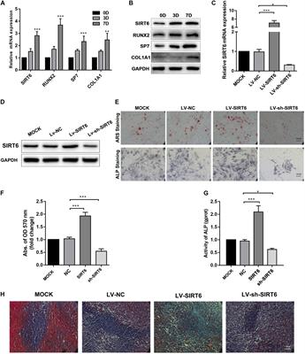 SIRT6 Promotes Osteogenic Differentiation of Adipose-Derived Mesenchymal Stem Cells Through Antagonizing DNMT1